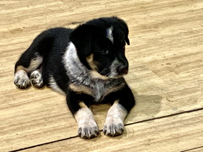 Border Collie male Pup $500
