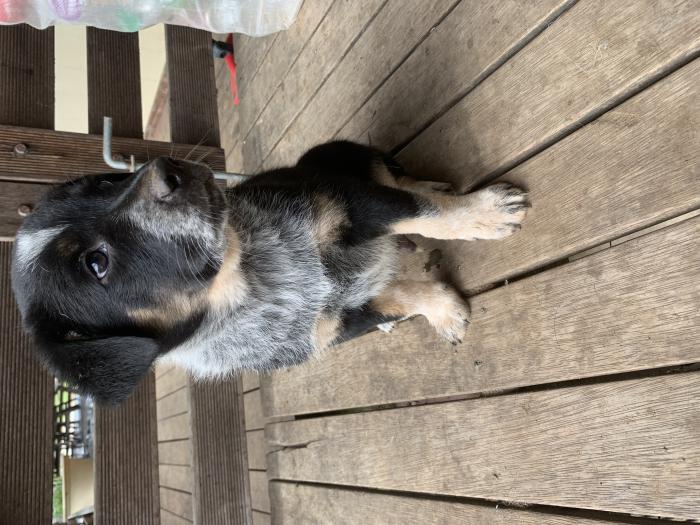 Border Collie male Pup $500