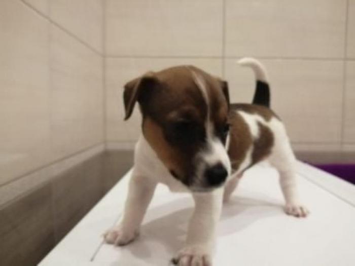 ADORABLE Mini Jack Russell $2300