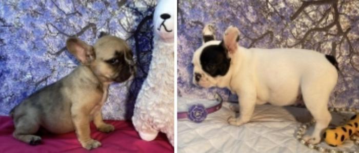 Last 2 baby frenchies way under all other prices $2995