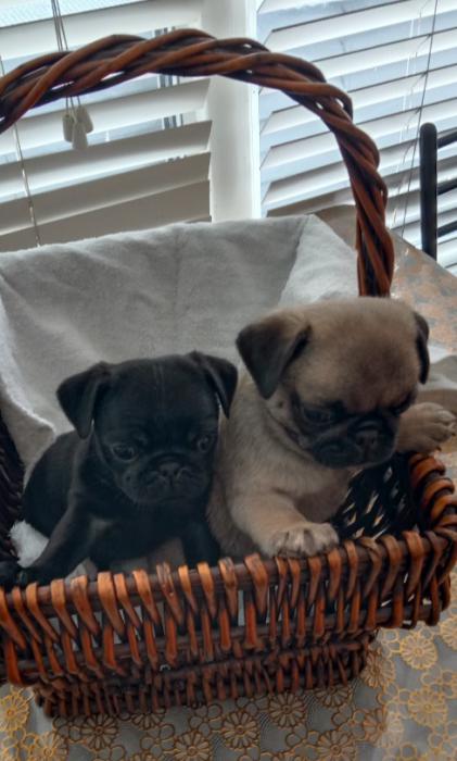 Pure bred pug puppies