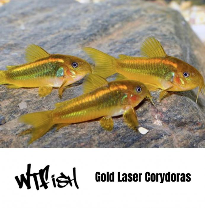 Wide Range of Catfish Available Now at WTFish!