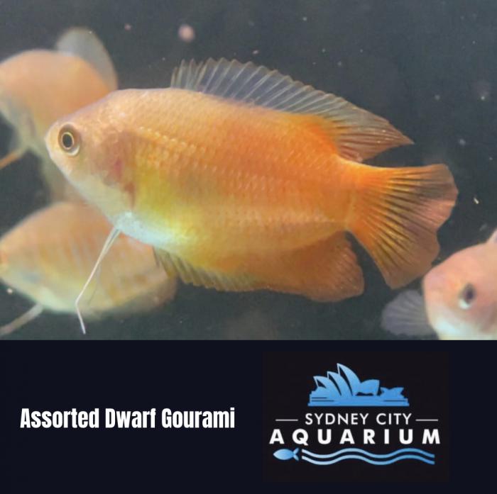 Dwarf Gourami Available Now at Sydney City Aquarium!