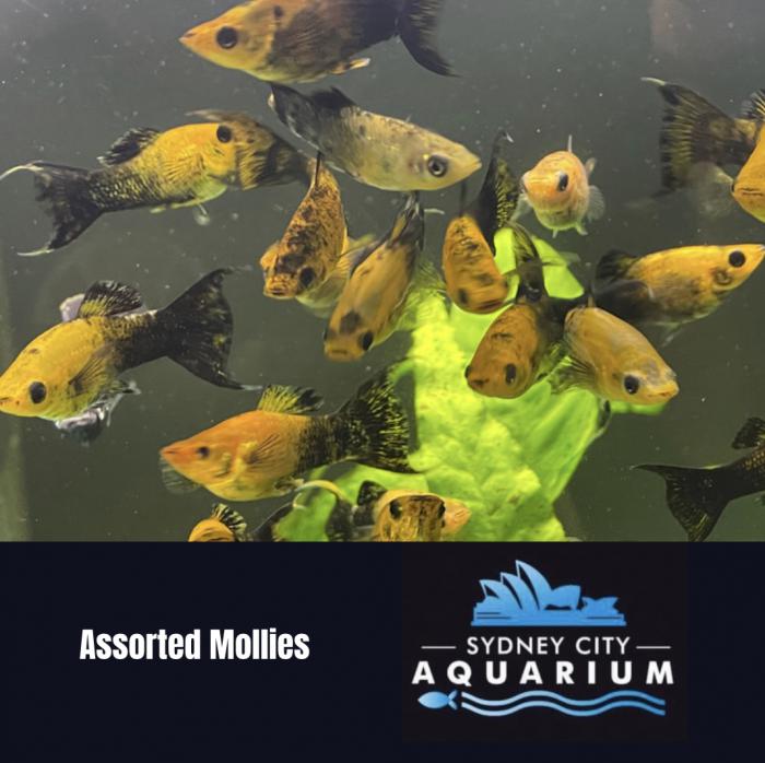Assorted Mollies Available Now at Sydney City Aquarium