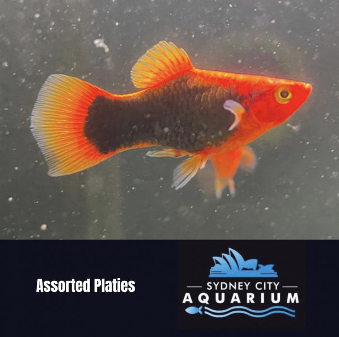 Assorted Platies Available now at Sydney City Aquarium