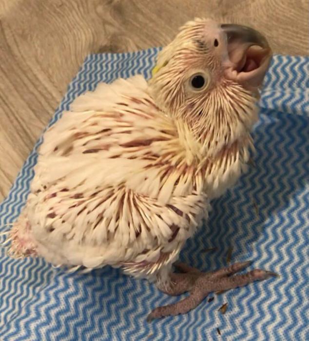Baby cockatoo hand raised 