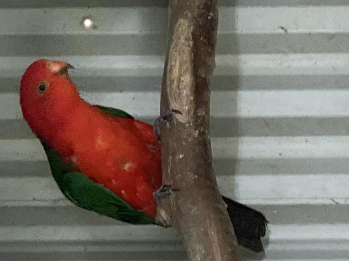 KING PARROT COCK