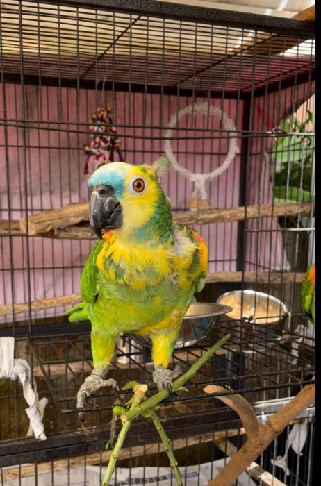 Amazon breeding pair for sale, blue fronted and yellow winge