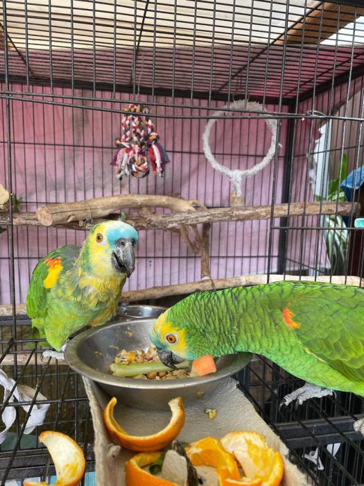 Amazon breeding pair for sale, blue fronted and yellow winge