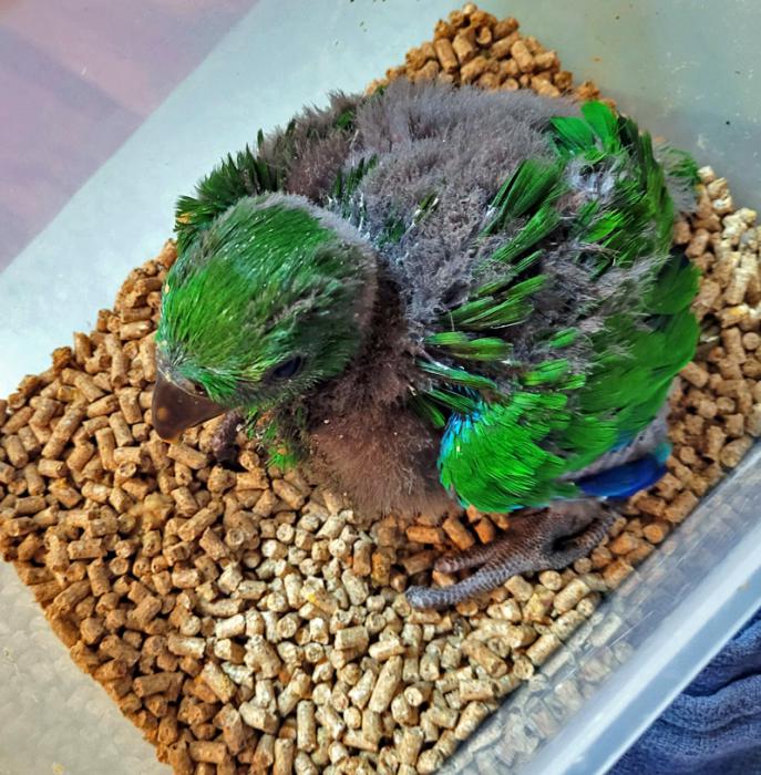 ECLECTUS chick  for qualified handraiser only