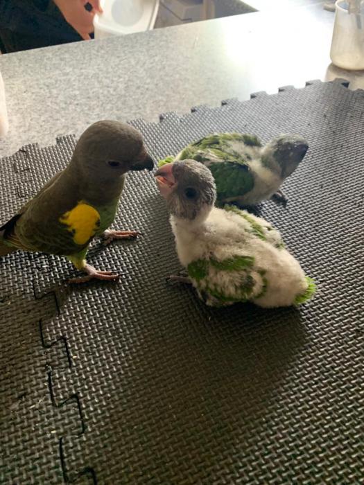 Ultimate Senegal Parrots ( Hand Raised ) 