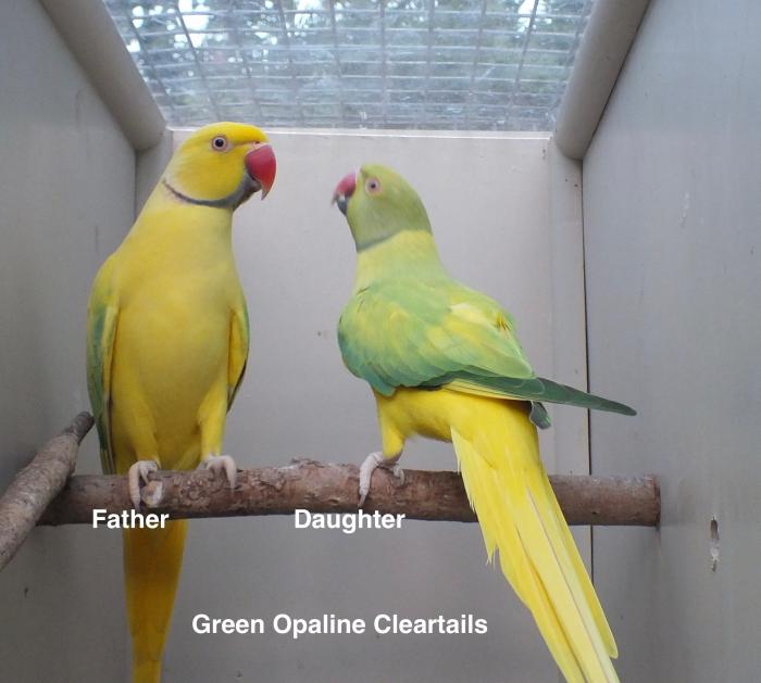 OPALINE CLEARTAILS AND SPLITS