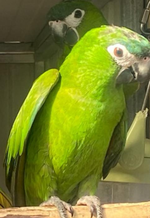 Hanhns Macaw 