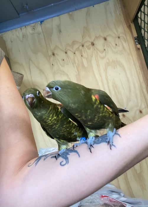 Hand raised grey green Scaley breasted lorikeets 