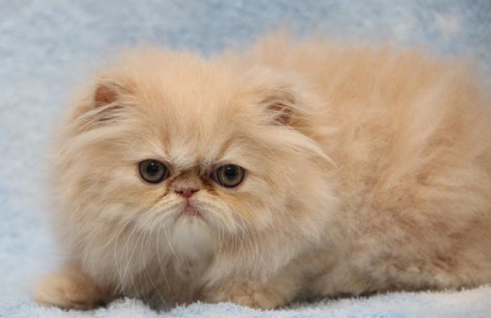 Cream Persian Kitten