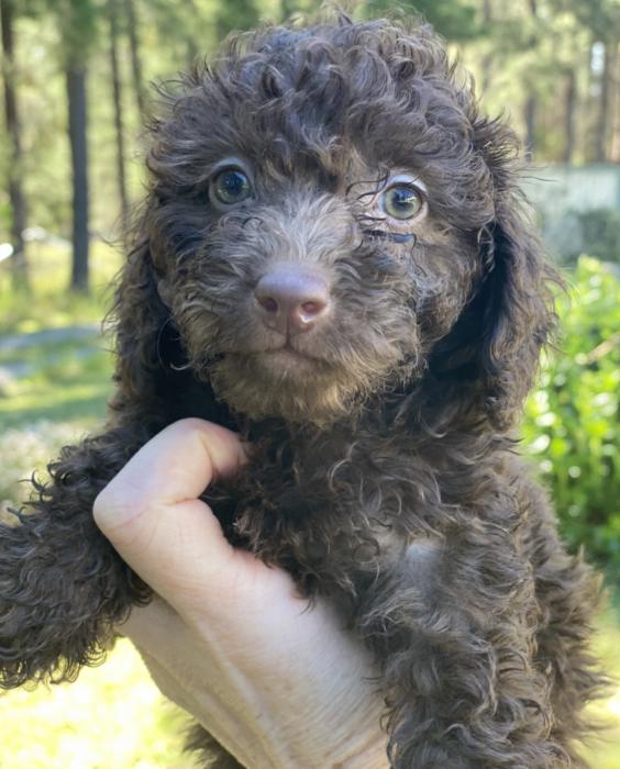 Minature poodles including one Parti poodle. All girls. 8wks