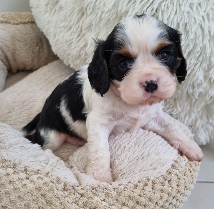 DNA clear Cavalier King Charles Spaniel puppy