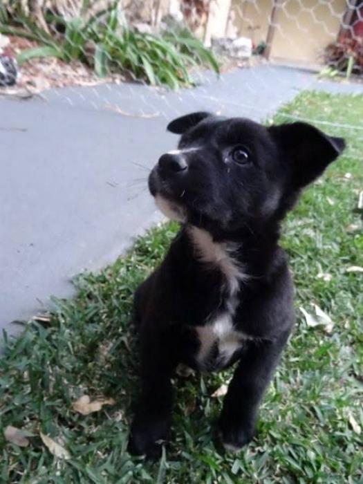 Border Collie x puppies ONLY$1200