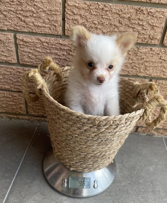 One male Pomchi $2850 and 1 male toy poodle $3450