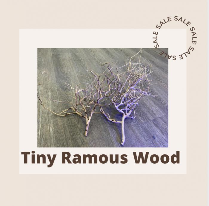 Tiny Ramous Wood Available Now at Sydney City Aquarium!
