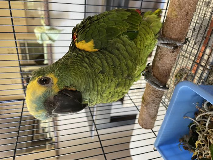 Blue Fronted Amazon pet male
