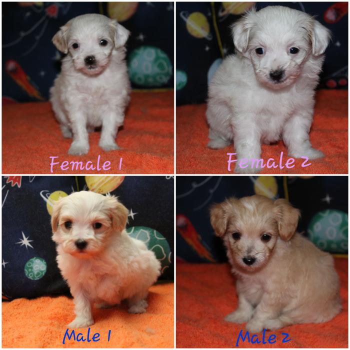 Moodle Puppies. 2F, 2M Ready: 20.12.21