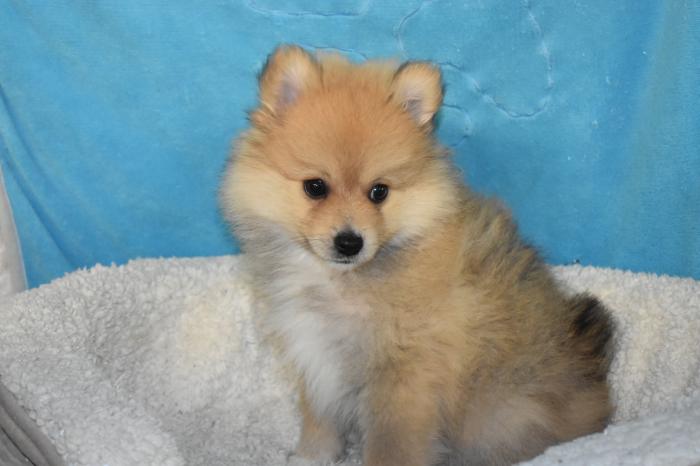 Pomeranian pup male $2995