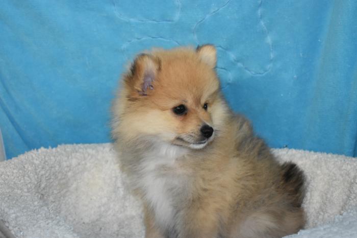 Pomeranian pup male $2995