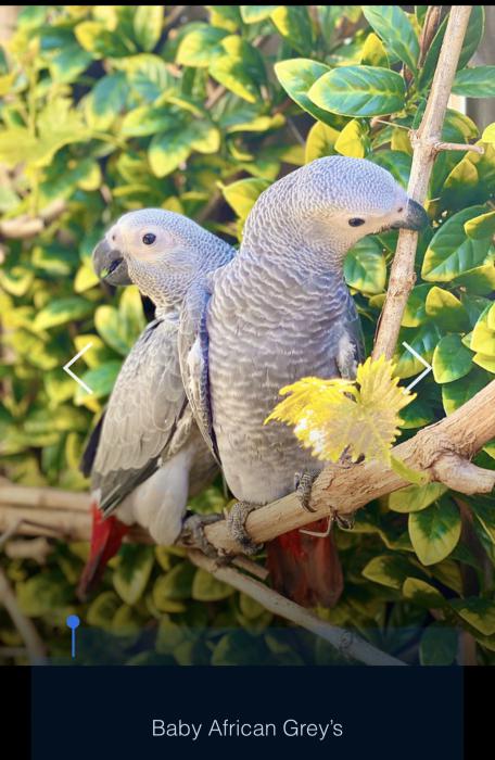 Baby s gongo African Grey hand raised Tame  Very friendly/gr
