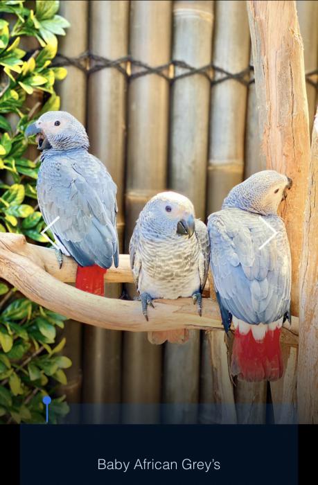 Baby s gongo African Grey hand raised Tame  Very friendly/gr