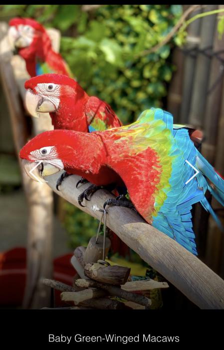 Baby Green Winged Macaws hand raised tame  - Male and Female