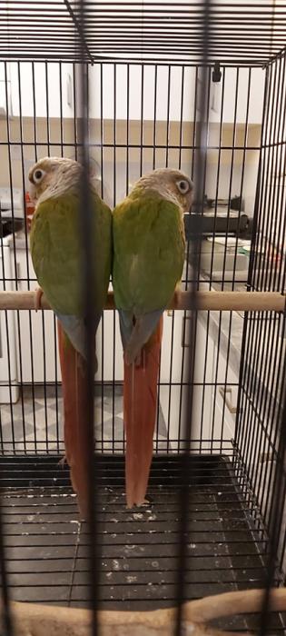Pineapple Conure hen DNAd and 18 months old.
