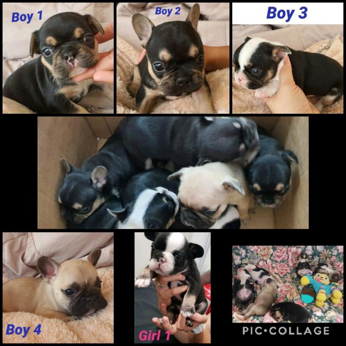 Purbred French Bulldog Puppys. Townsville. $4000 