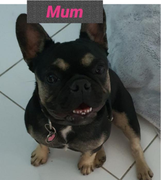 Purbred French Bulldog Puppys. Townsville. $4000 