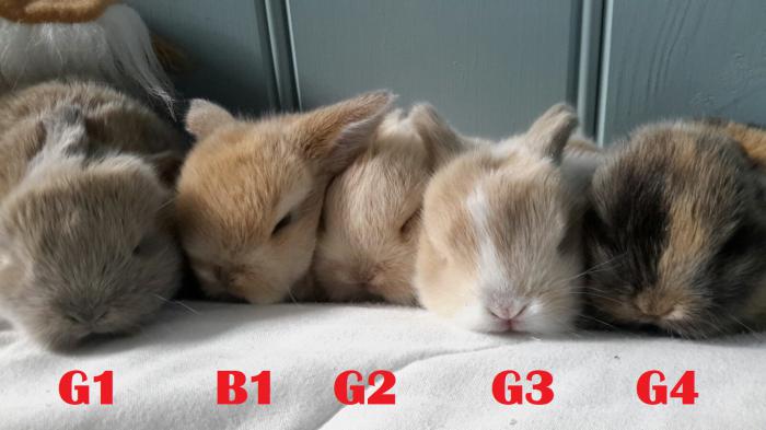 5 Pure Bread Mini Lop Bunny Babies Ready for Christmas