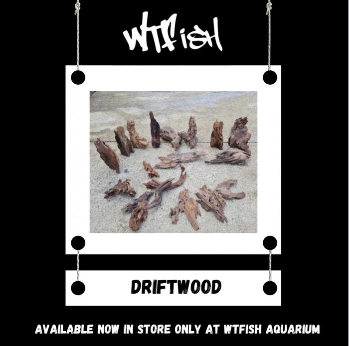 Driftwood Available Now At WTFish!