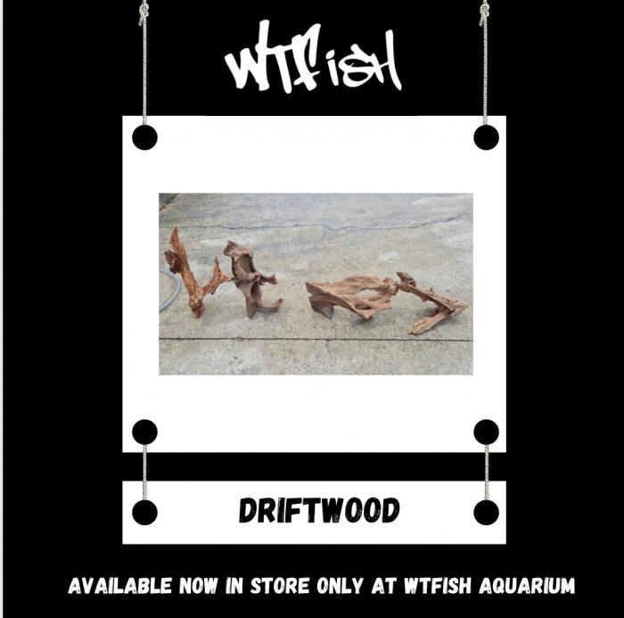 Driftwood Available Now At WTFish!