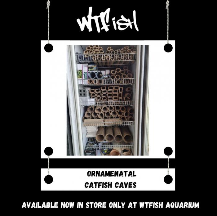 Ornamental Catfish Caves Available Now at WTFish!