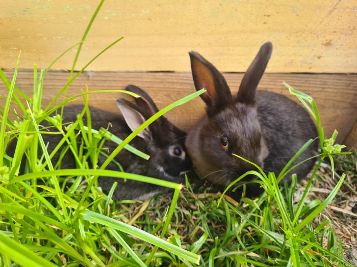 2 male 8 week old dwarf rabbits for sale