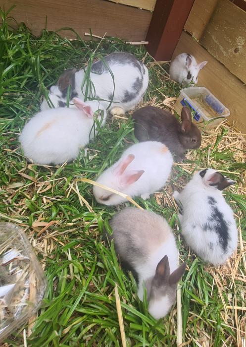 Netherland Dwarf rabbits for sale from the 24th of Jan 2022