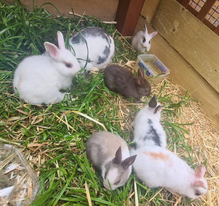 Netherland Dwarf rabbits for sale from the 24th of Jan 2022