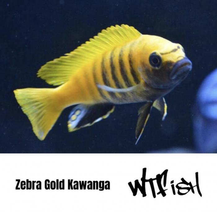 Mbuna Cichlids Available Now at WTFish Aquarium!