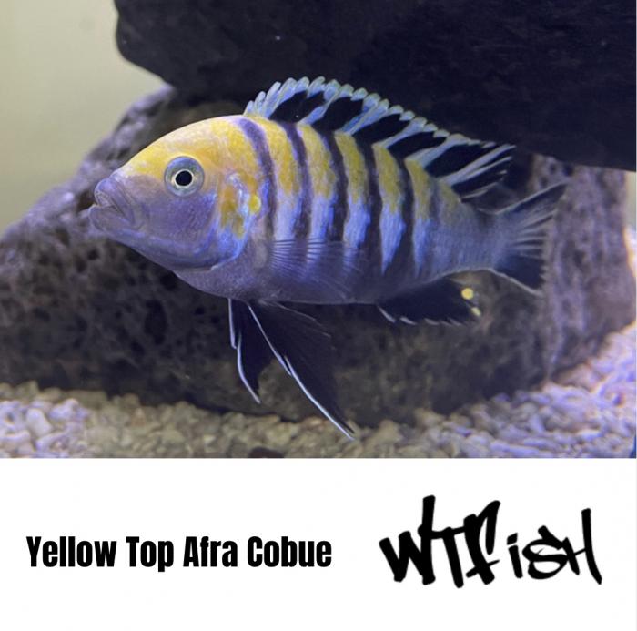 Mbuna Cichlids Available Now at WTFish Aquarium!