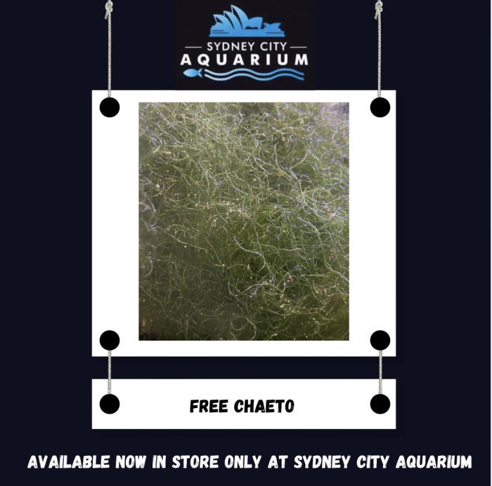 Free Chaeto at Sydney City Aquarium!