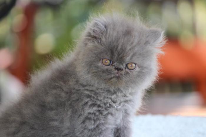 Blue Persian and Doll Face Male Kitten
