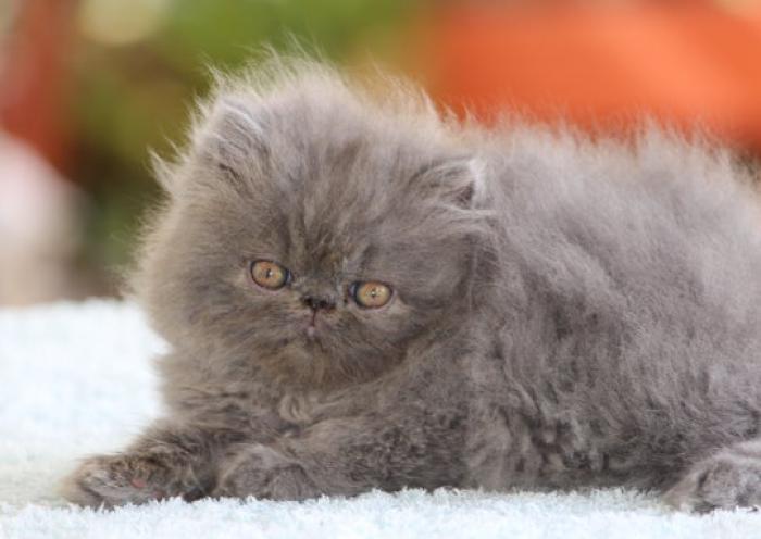Blue Persian and Doll Face Male Kitten