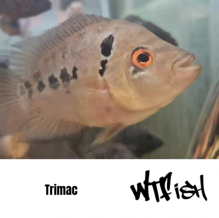Texas , Red Bay Snook and Trimac Available at WTFish!