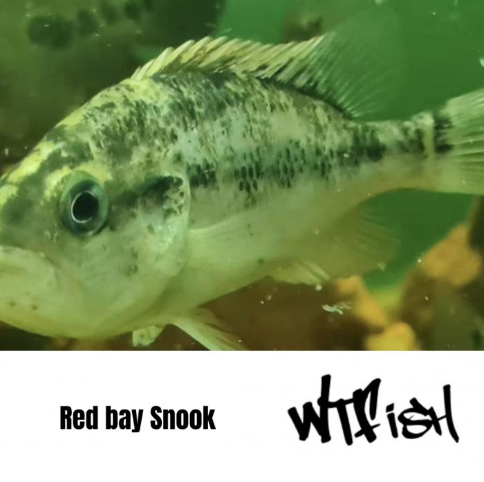 Texas , Red Bay Snook and Trimac Available at WTFish!