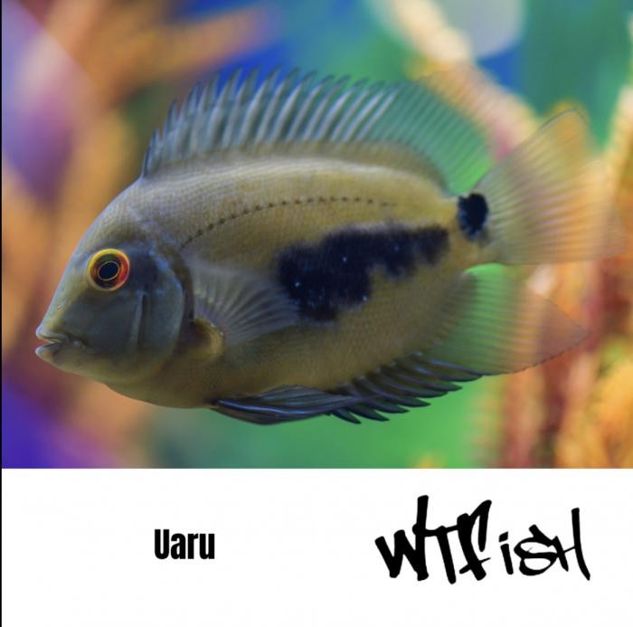 Tinfoil Barbs , Uaru and Cuban Cichlids Available at WTFish!