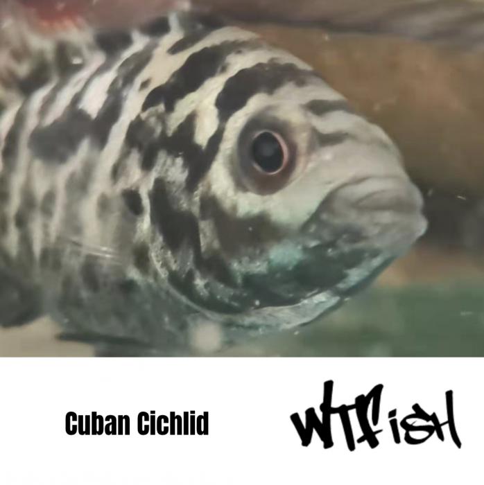 Tinfoil Barbs , Uaru and Cuban Cichlids Available at WTFish!